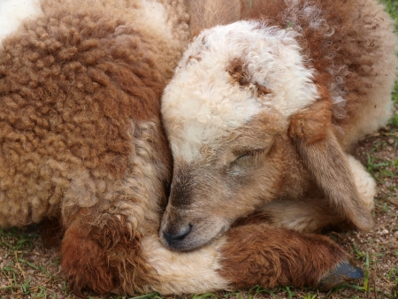  Brown Lamb is sleepingの写真素材