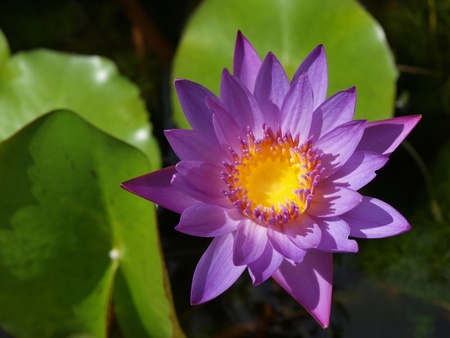 Purple waterlily    