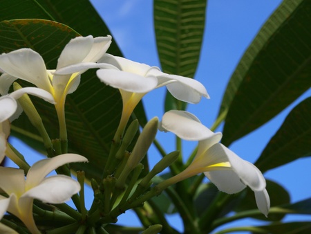 White Plumeria Flowers in blue sky      の写真素材