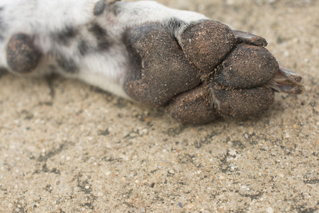 dirty dog paw on concrete floorの写真素材