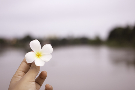 Plumeria in girl hands on river background. focus on hands.の写真素材