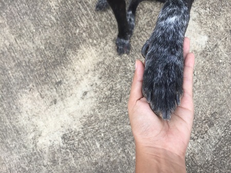 Dog give owner his paw on concrete floor background.の写真素材