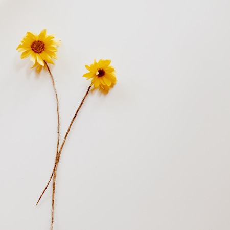 two yellow Chrysanthemums with dry branch. ?at lay. top view.の写真素材