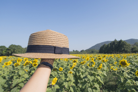 woman hand holding a hat in sunflowers field background.の写真素材