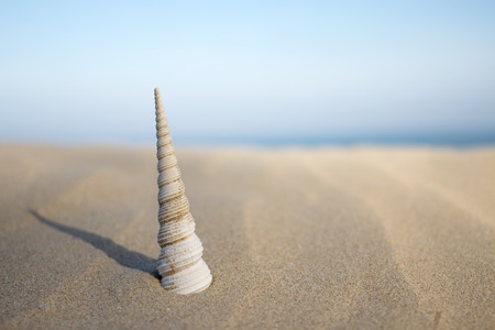 seashell on sand beachの写真素材