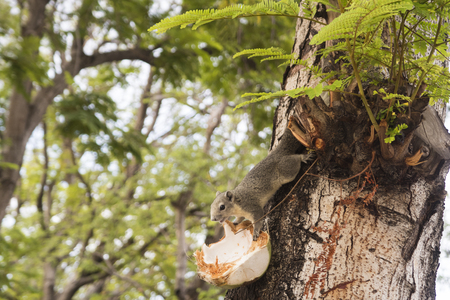 Squirrel eating coconut on tree.の写真素材