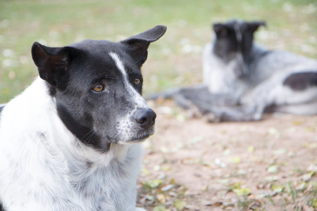 Two dogs laying on the ground.