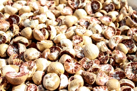 betel nut,south of thailand,nuts drying makes for chewing it a popular habit in Asianの写真素材