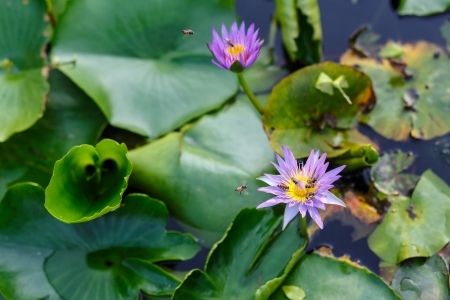 Purple Lotus flowers in Thailand の写真素材