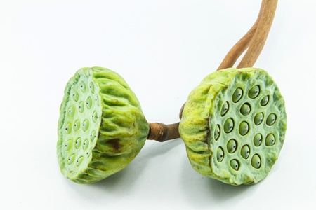 Lotus seeds green Isolatedの写真素材