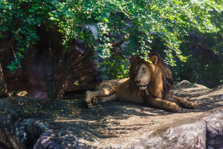 Lion under a tree の写真素材