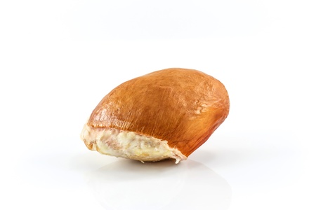 durian seed isolated on white background.の写真素材