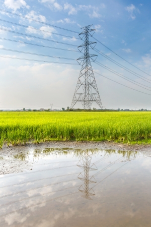 Rice field, Thailandの写真素材