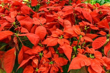 christmas flowers