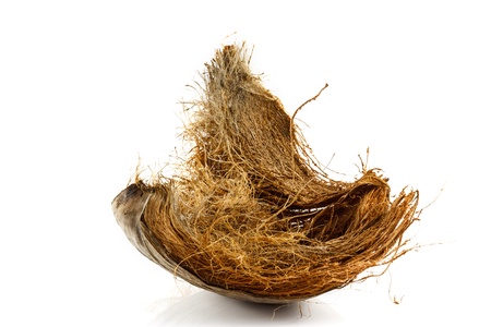 coconut spatheの写真素材