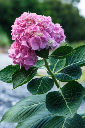 hydrangea blossom in natureの写真素材