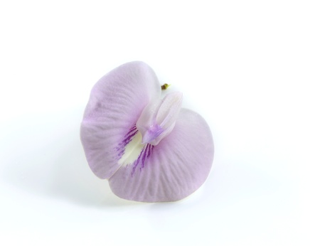 Butterfly pea flower, Clitoria macrophylla Wall, use for medical in thailandの写真素材