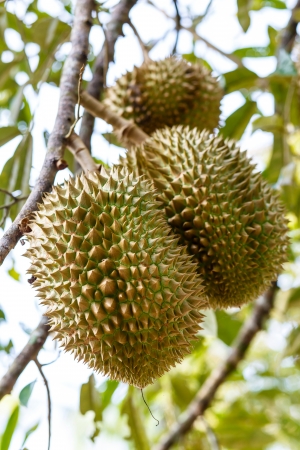 Fresh Durian in orchard, thailandの写真素材