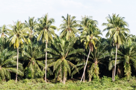 Coconut Palm Trees and Palm oil treesの写真素材
