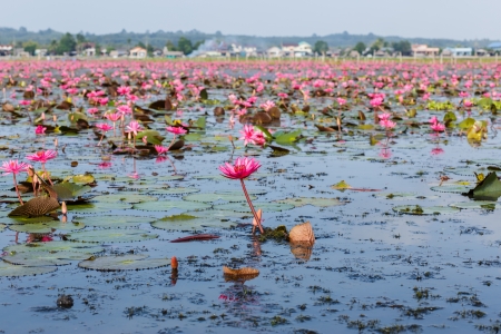Lotus, wetlands, Swamp, Thalaynoi, Phathalung Province, South of Thailandの写真素材