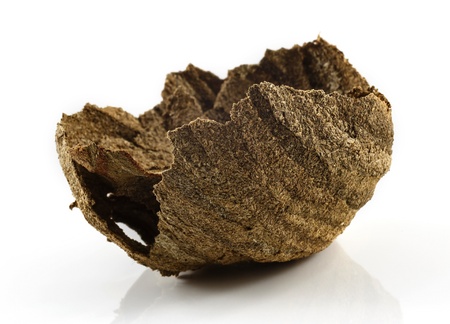 Wasp nest on a white background 