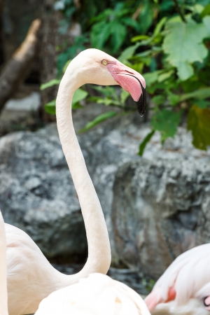Pink Flamingo Head Shotの写真素材