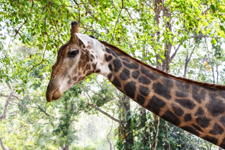 close up of giraffeの写真素材