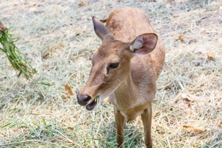 deer in chiangmai zoo Thailandの写真素材