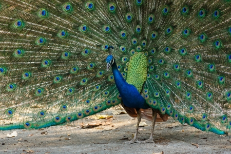 blue peacock in chiangmai zoo Thailandの写真素材