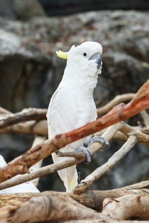 Pink and white cockatiel birdの写真素材