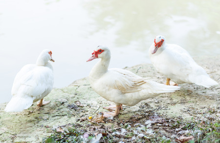 Three ducks on the grass along the riversideの写真素材