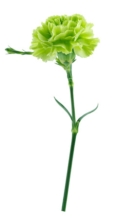 Green carnation isolated on white backgroundの写真素材