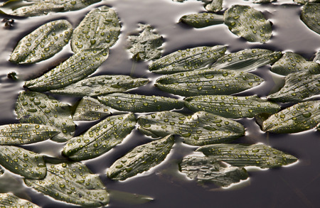 Water drops on leavesの写真素材