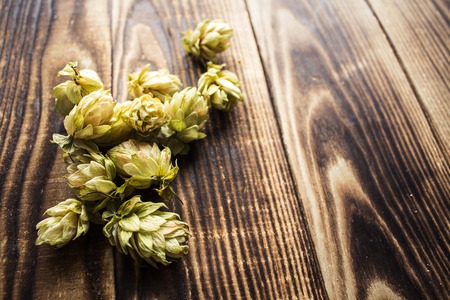 a dried hops for beer on wooden backgroundの写真素材