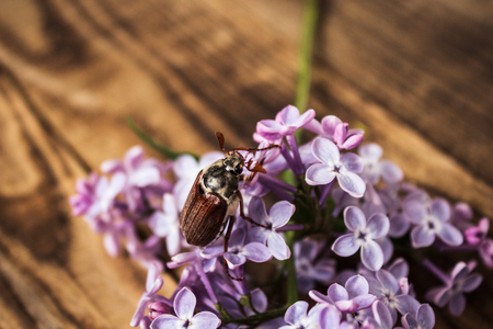 a cockchafer and lilac on wooden backgroundの写真素材