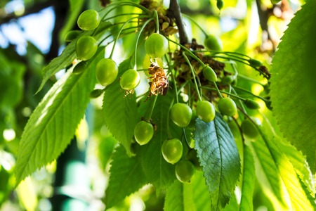 Green cherry and leaves hanging on a tree spring