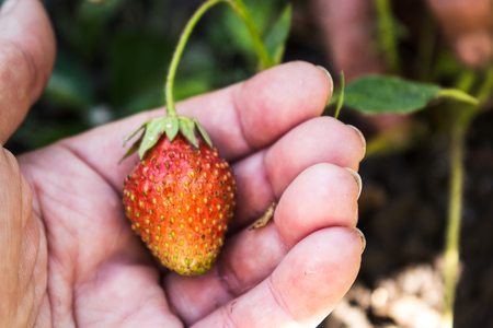 Strawberry on the bush in hand in gardenの写真素材