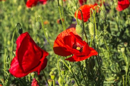 the Red poppies in the field summer