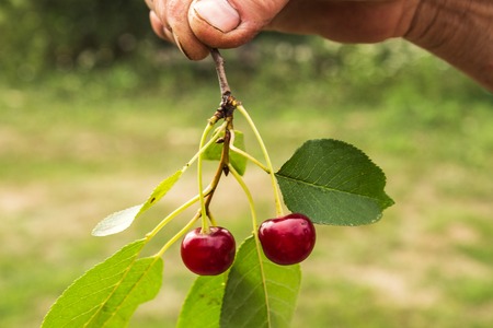 a freshly picked cherry on the brunch in handsの写真素材