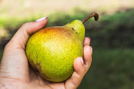 a Ripe pear in a woman's handの写真素材