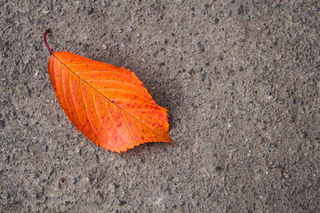 an autumn bright leaves on the concreteの写真素材
