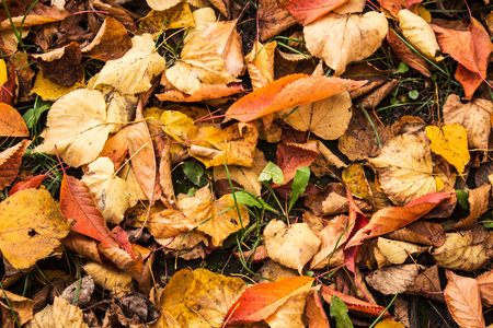 autumn bright leaves on a ground in parkの写真素材