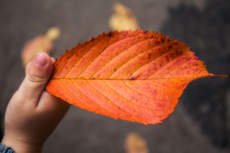 an autumn bright leaves in child handの写真素材