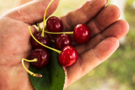 fresh ripe red cherry in woman handの写真素材