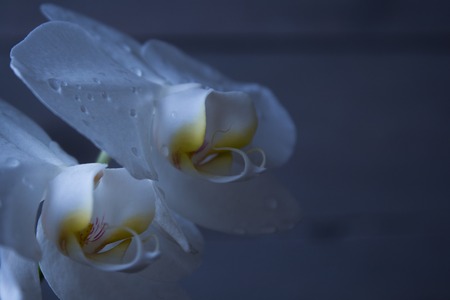 a beautiful white orchid on a wooden backgroundの写真素材