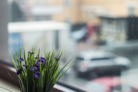 a violets near the window on the windowsillの写真素材