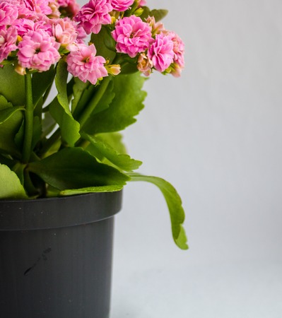 pink flower in a flowerpot on white backgroundの写真素材