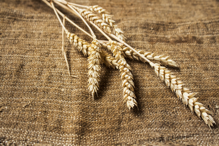 a spikelets of wheat on sackcloth backgroundの写真素材