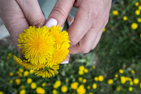 a yellow dandelion in the hands of a girlの写真素材