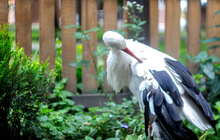 a beautiful stork on the background of a fence with a treeの写真素材
